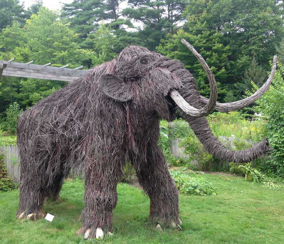 Bob Shanahan, Wooly Mammoth, cranberry branches, stone, raspberry cane.